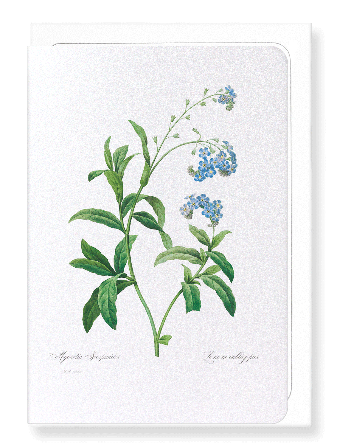 FORGET ME NOT FLOWER: Botanical Greeting Card
