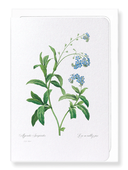FORGET ME NOT FLOWER: Botanical Greeting Card