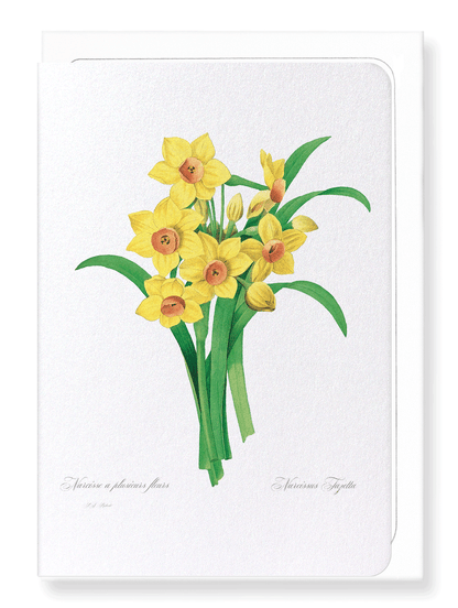 DAFFODIL: Botanical Greeting Card