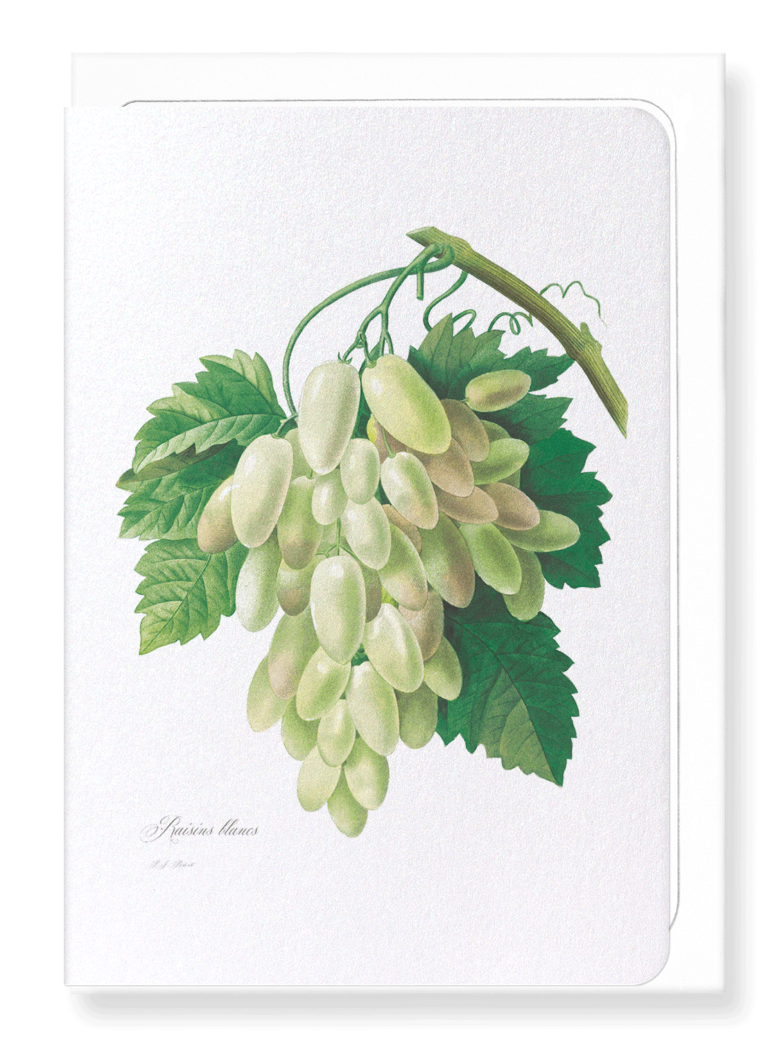 GRAPES AND VINE LEAVES: Botanical Greeting Card