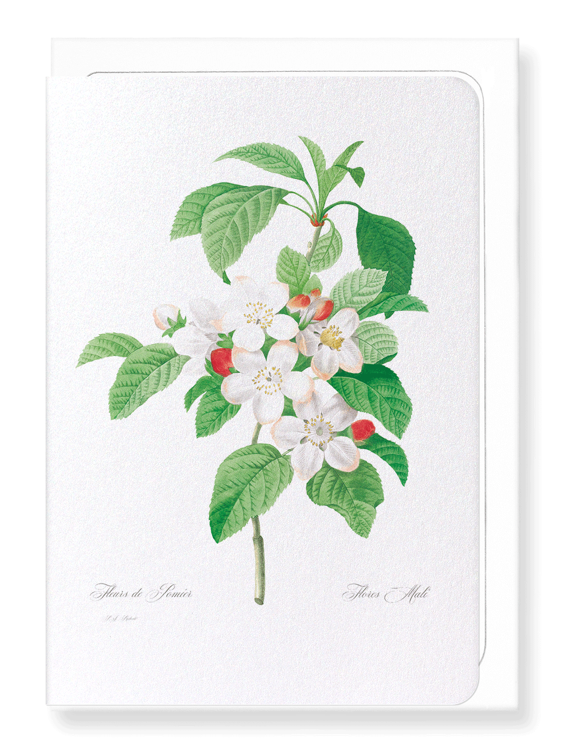 FLORES MALI OF THE APPLE TREE: Botanical Greeting Card
