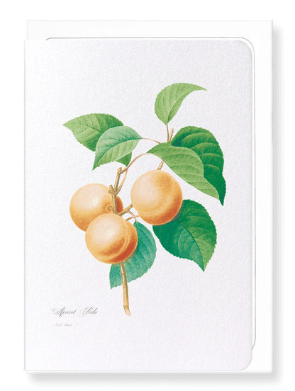APRICOT: Botanical Greeting Card