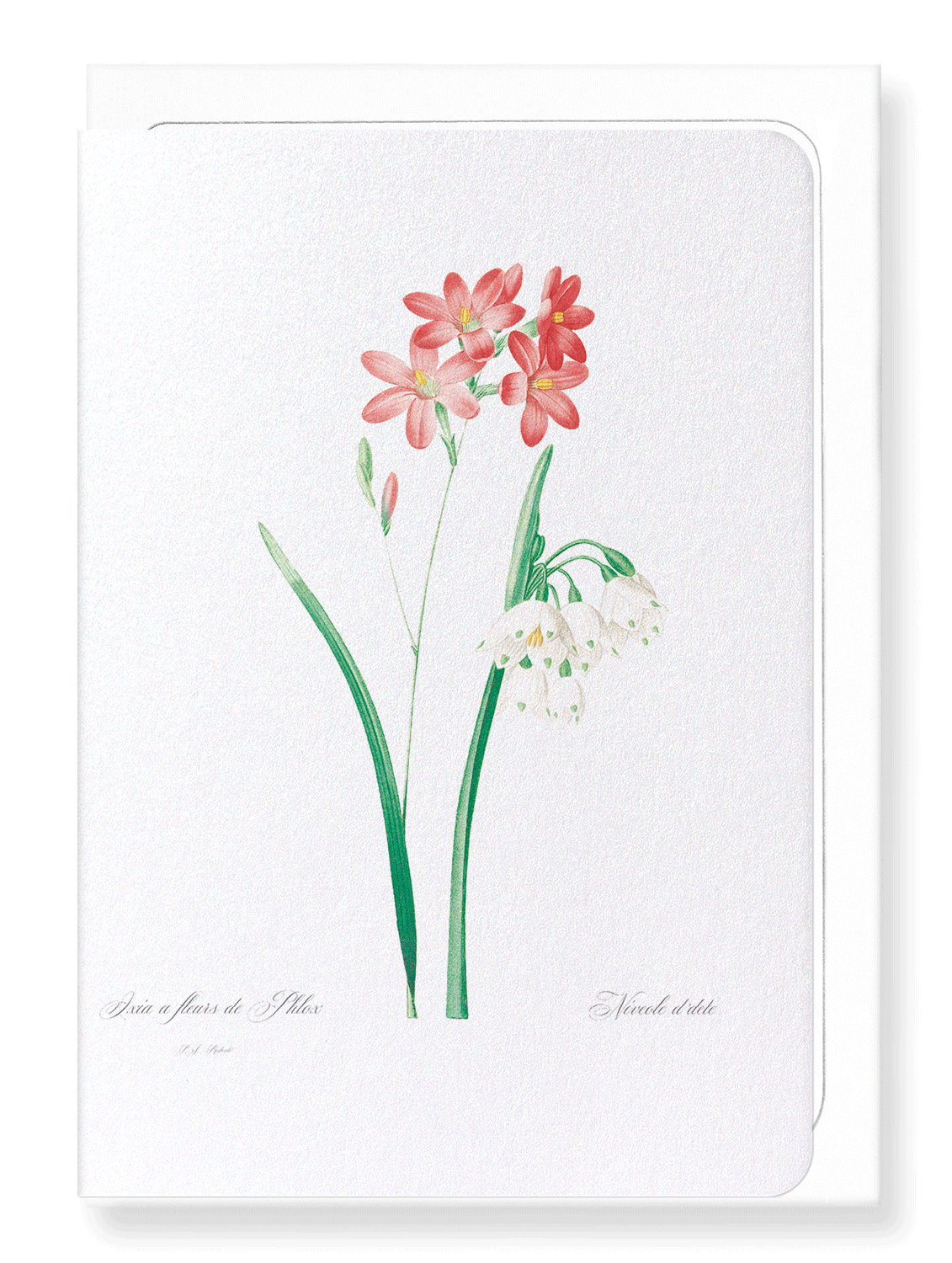 IXIA SCARIOSA: Botanical Greeting Card
