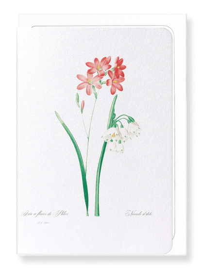 IXIA SCARIOSA: Botanical Greeting Card