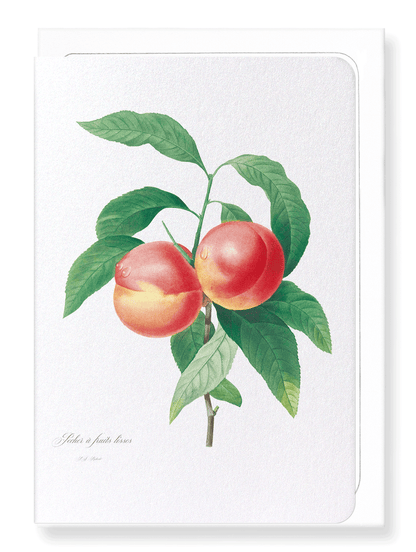 PEACH NO.2: Botanical Greeting Card