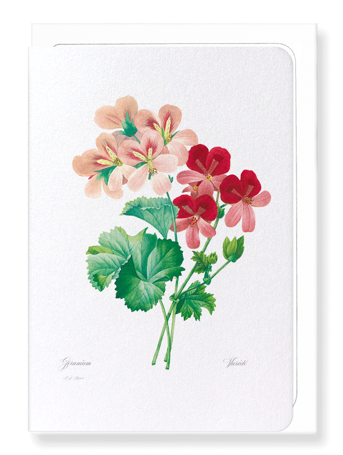 GERANIUM: Botanical Greeting Card