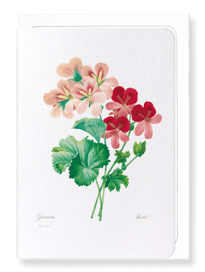 GERANIUM: Botanical Greeting Card