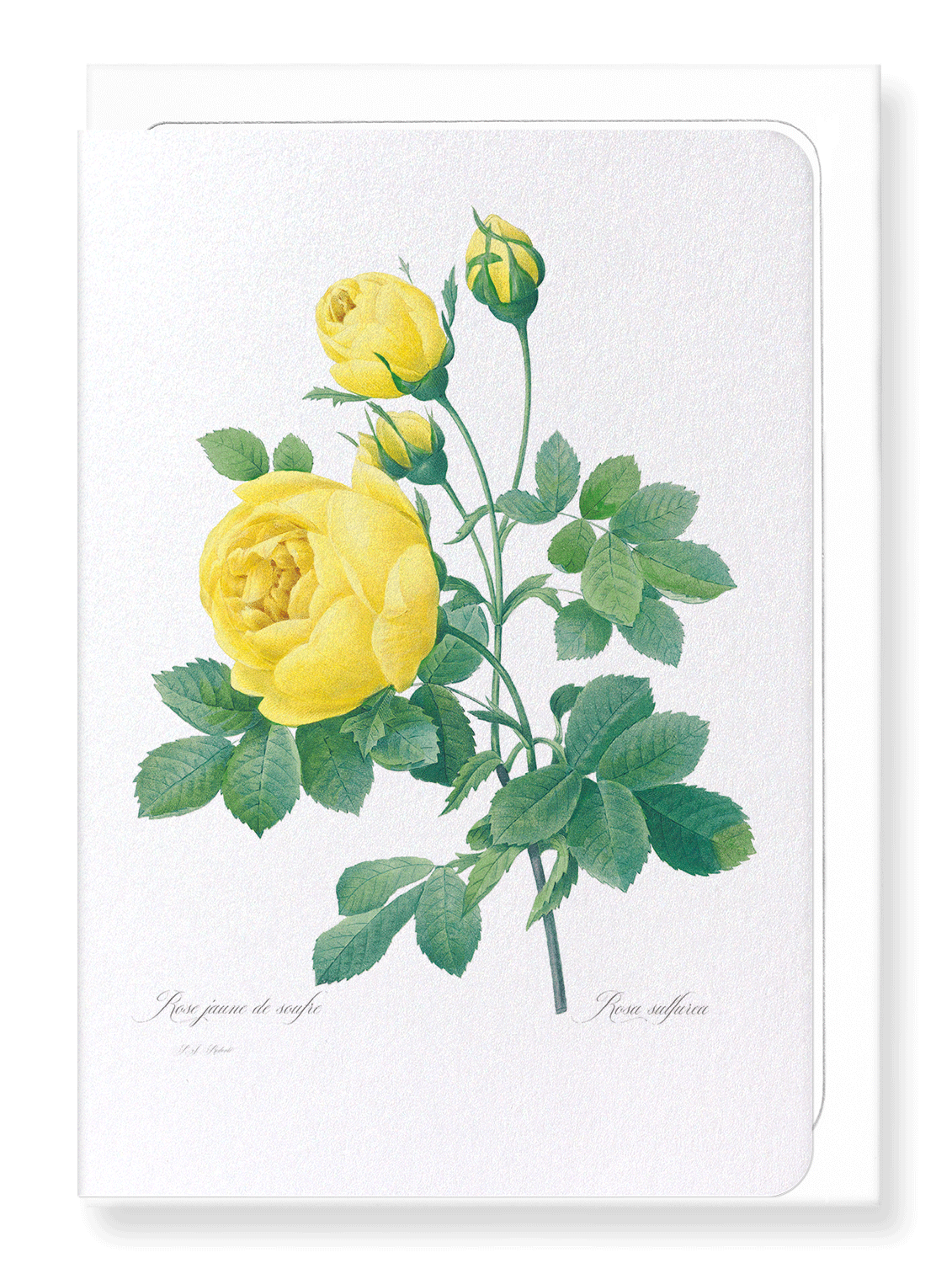 YELLOW ROSES: Botanical Greeting Card