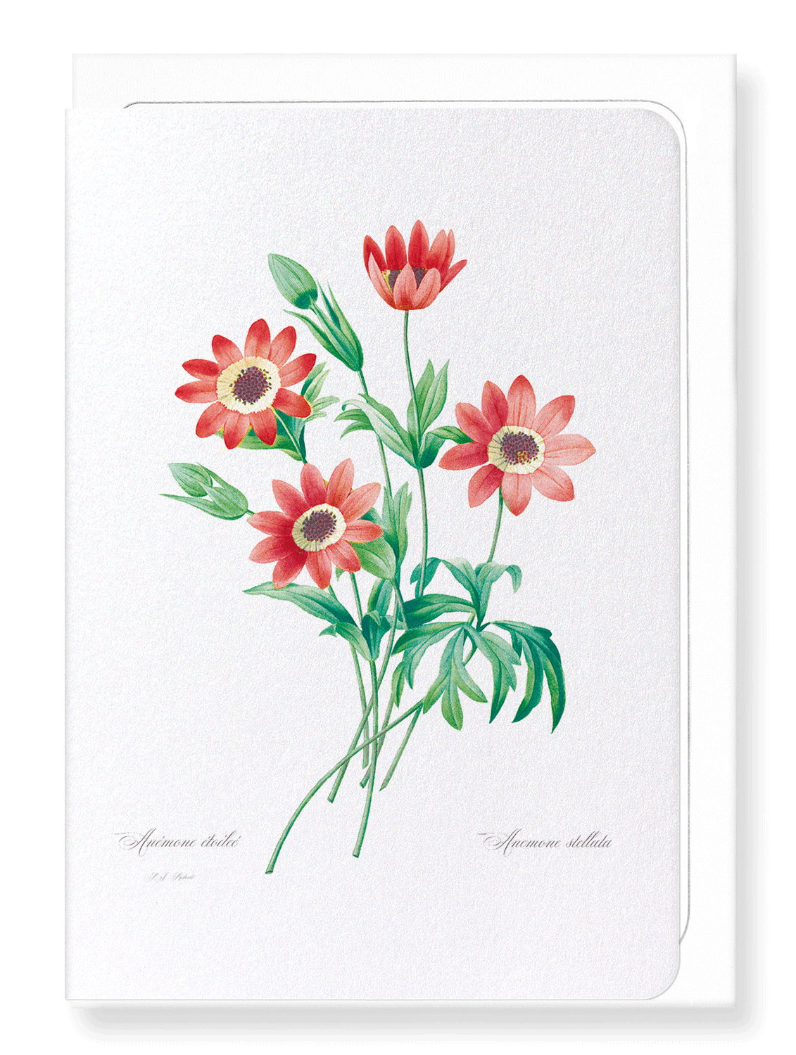 ANEMONE STELLATA: Botanical Greeting Card