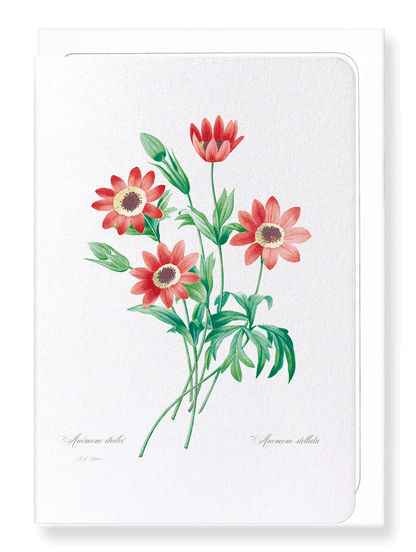ANEMONE STELLATA: Botanical Greeting Card