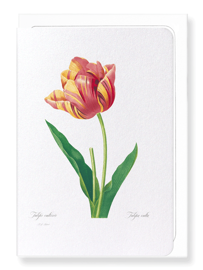 TULIP: Botanical Greeting Card