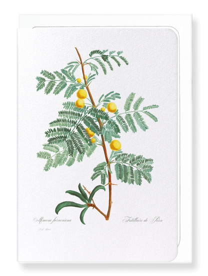 SWEET ACACIA: Botanical Greeting Card