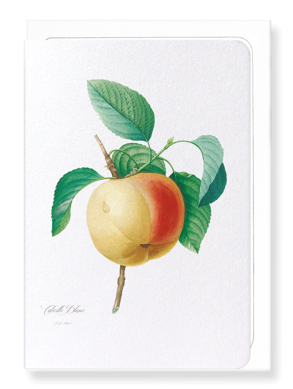 APPLE (CALVILLE BLANC): Botanical Greeting Card