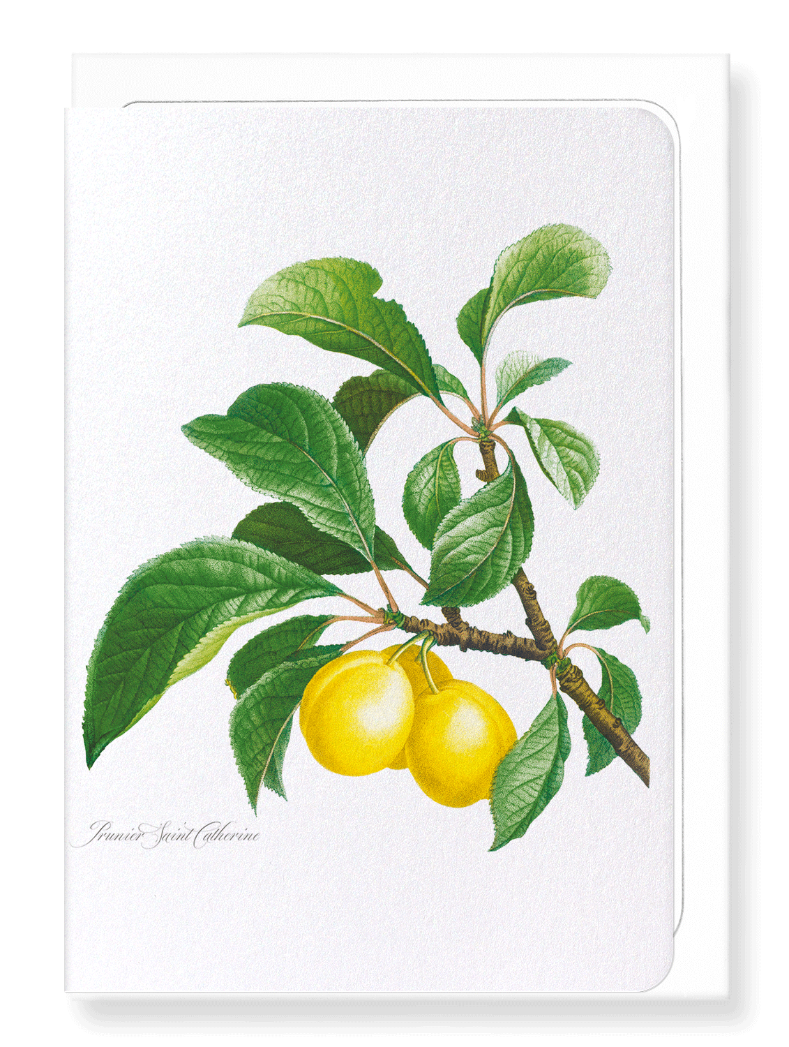 PLUMS ON A BRANCH : Botanical Greeting Card