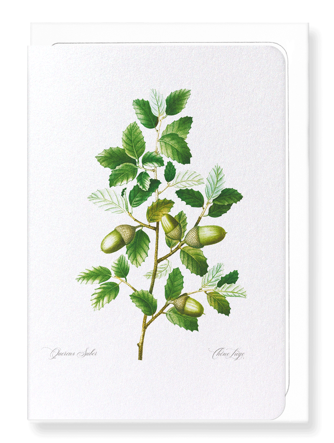 CORK OAK TREE ACORNS: Botanical Greeting Card