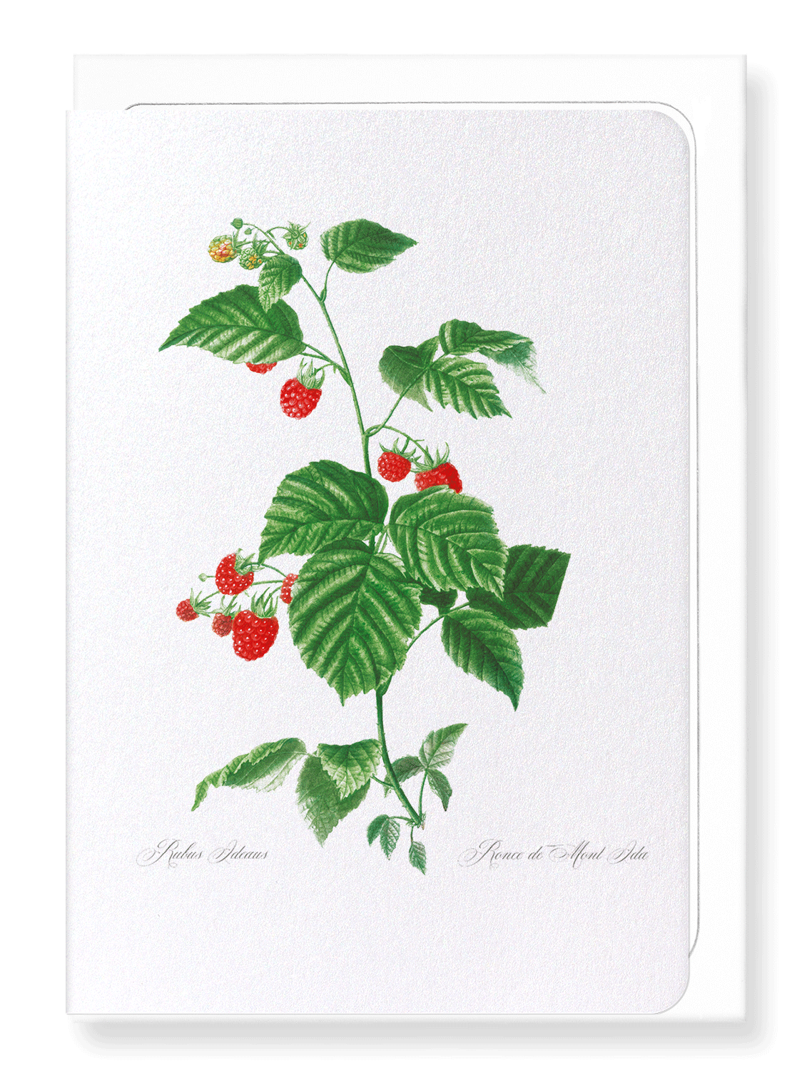 RASPBERRY BRANCH : Botanical Greeting Card