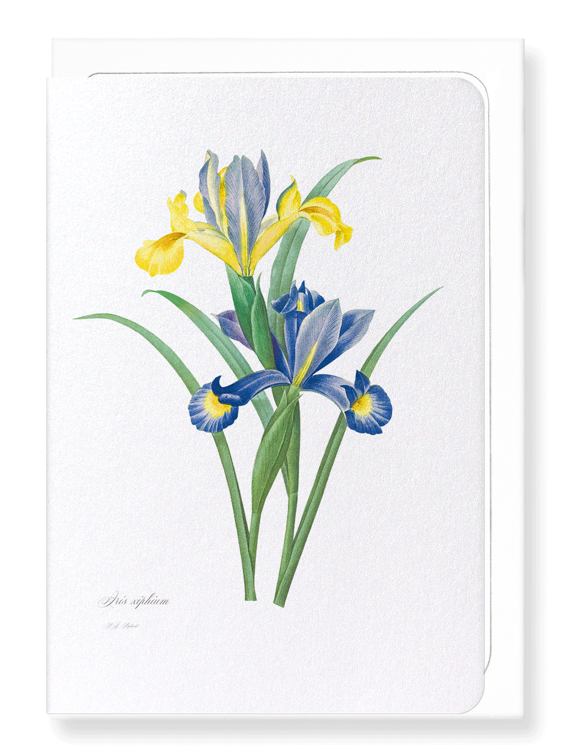 SPANISH IRIS: Botanical Greeting Card