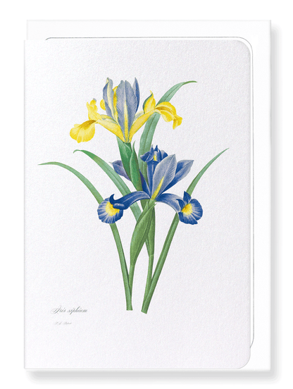 SPANISH IRIS: Botanical Greeting Card