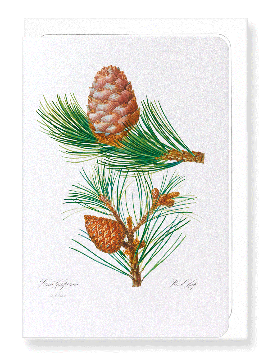 ALEPPO PINE & CONIFER CONES: Botanical Greeting Card