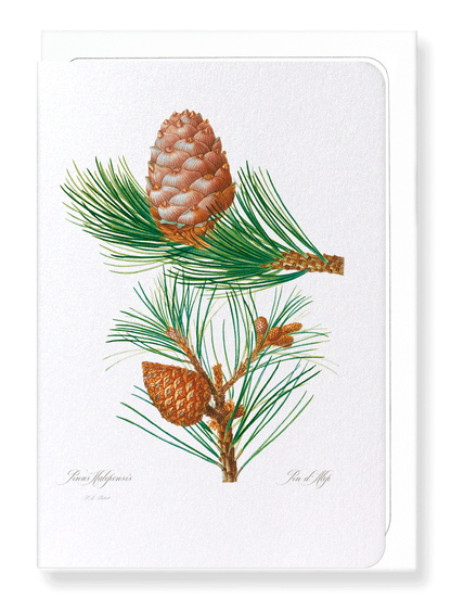 ALEPPO PINE & CONIFER CONES: Botanical Greeting Card