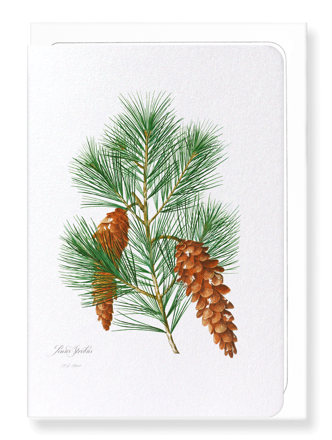 WHITE PINE: Botanical Greeting Card