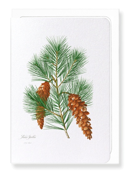 WHITE PINE: Botanical Greeting Card