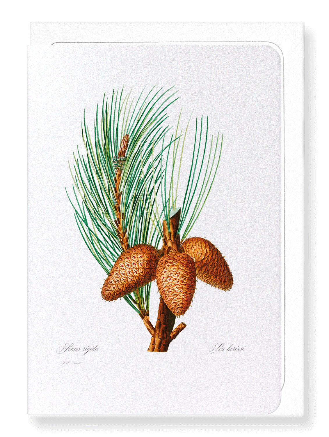 PITCH PINE: Botanical Greeting Card