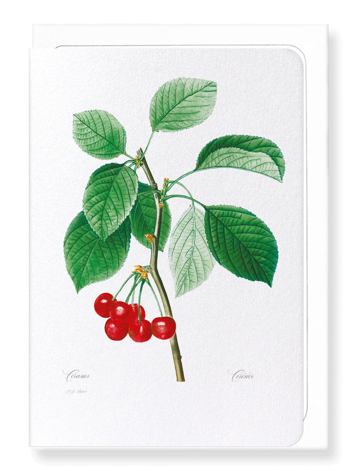 CHERRIES: Botanical Greeting Card