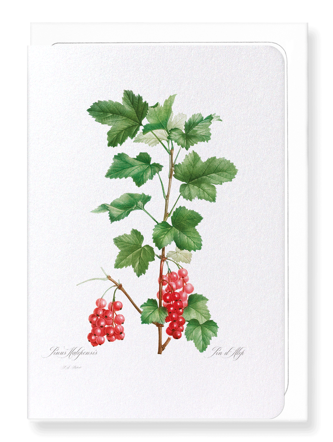 REDCURRANT FRUIT: Botanical Greeting Card