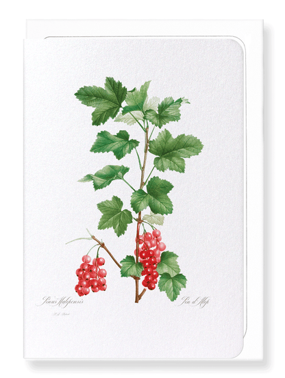 REDCURRANT FRUIT: Botanical Greeting Card