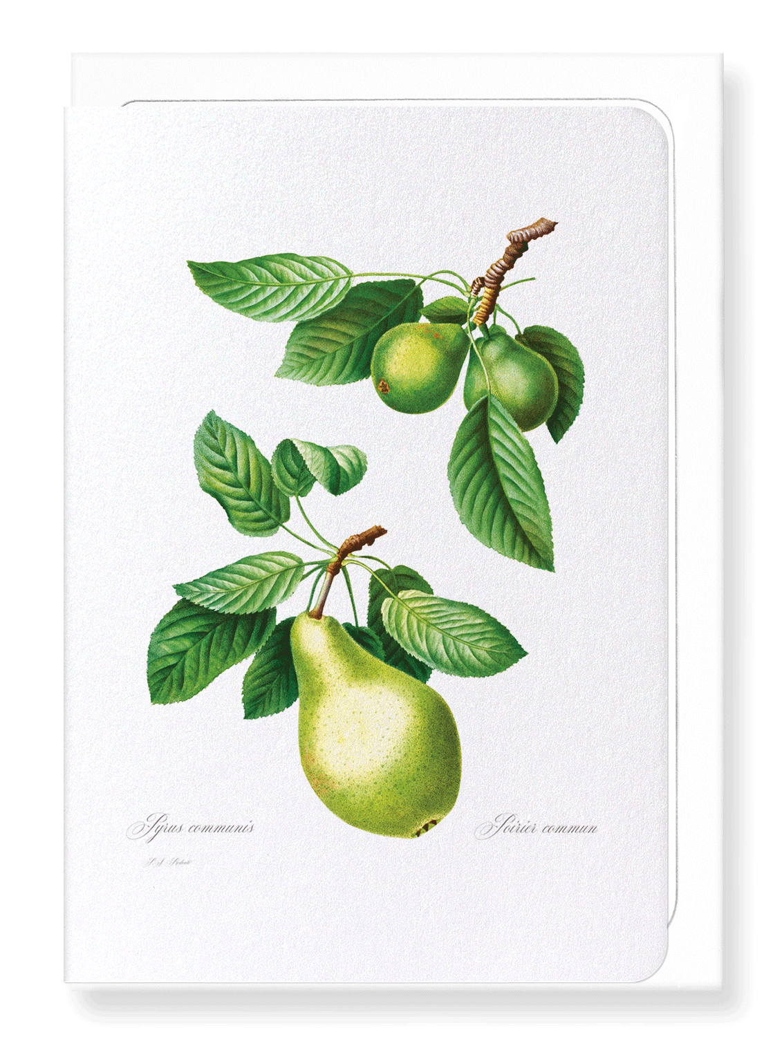 PEAR NO.1: Botanical Greeting Card