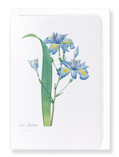 BUTTERFLY FLOWER : Botanical Greeting Card