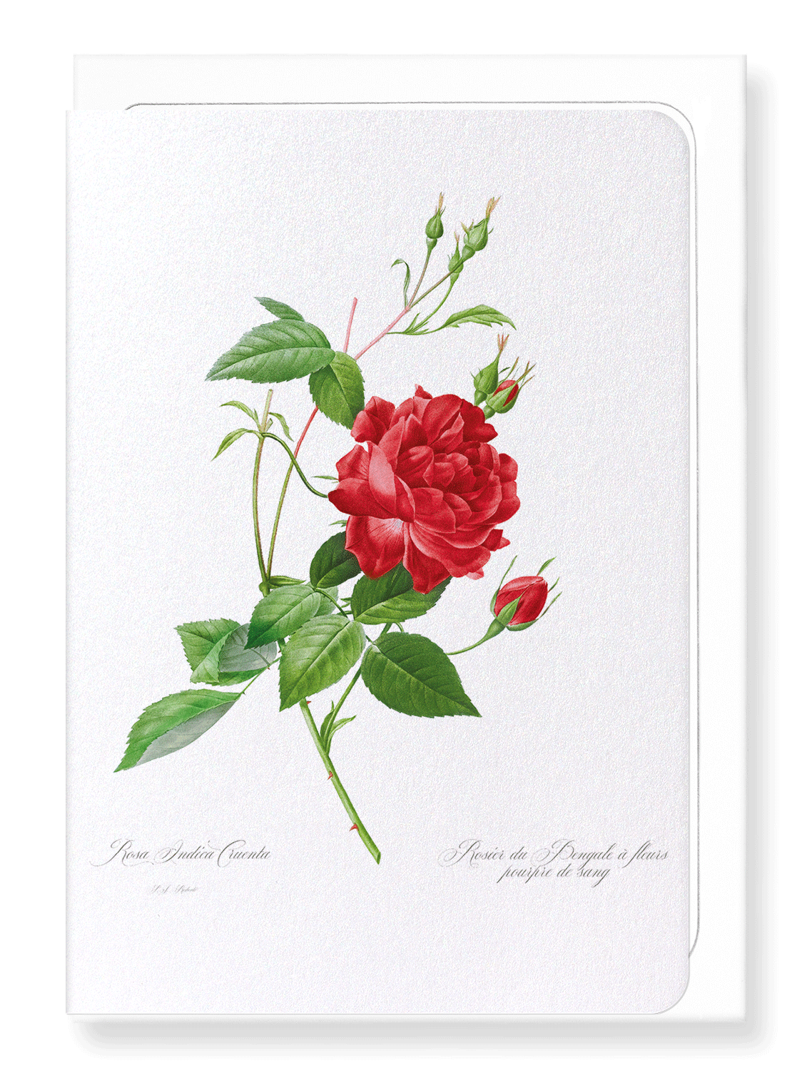 RED BENGAL RED ROSE: Botanical Greeting Card