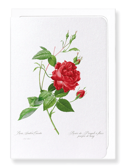 RED BENGAL RED ROSE: Botanical Greeting Card