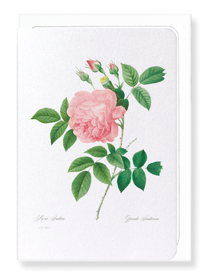 PINK ROSE NO.1: Botanical Greeting Card