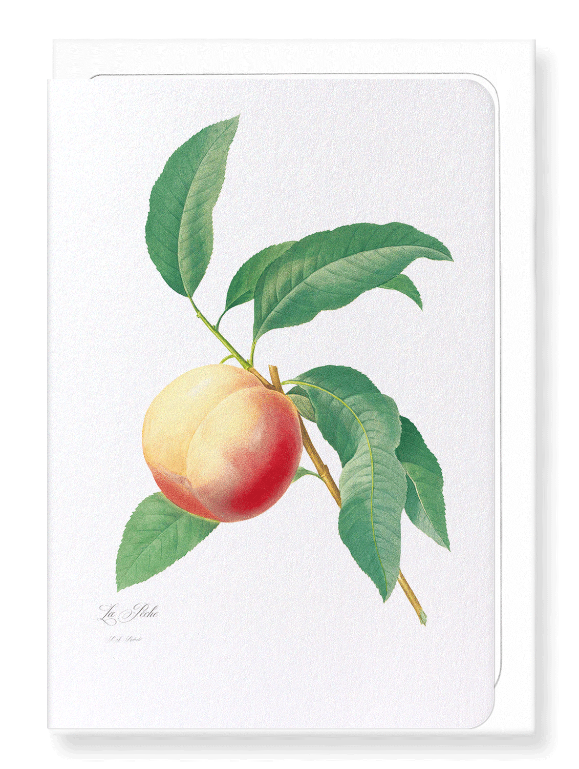 PEACH NO.1: Botanical Greeting Card
