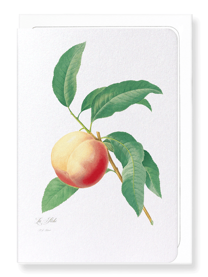 PEACH NO.1: Botanical Greeting Card