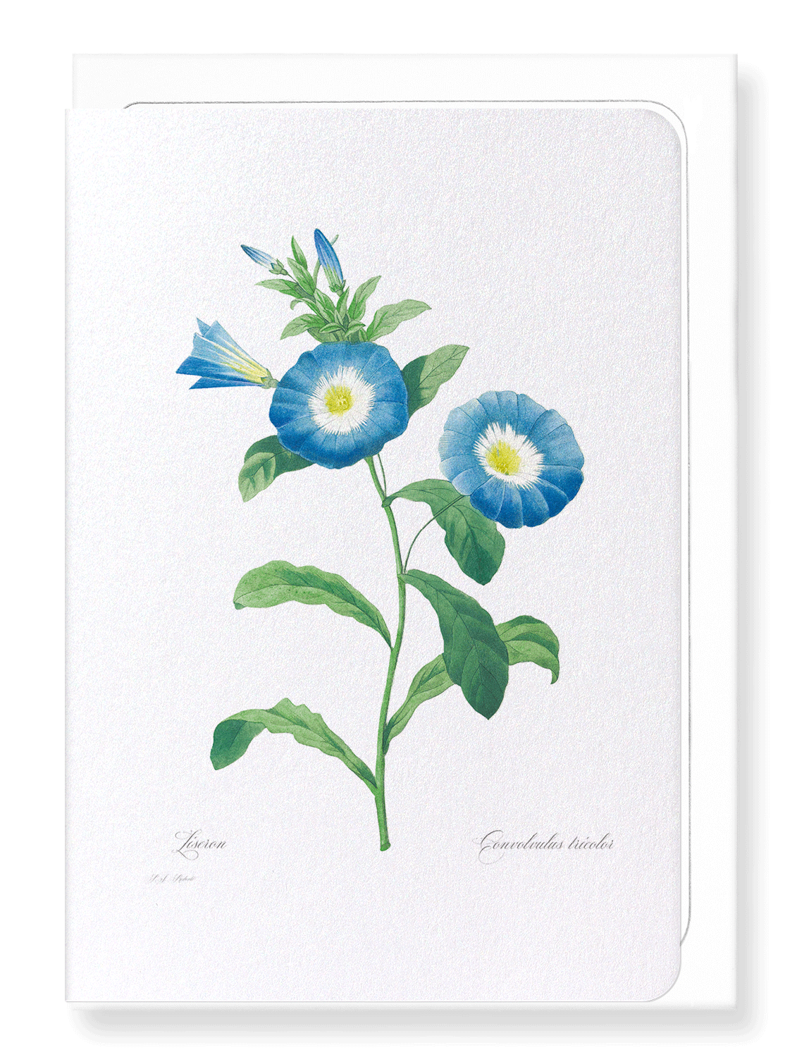 FIELD BINDWEED: Botanical Greeting Card