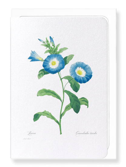 FIELD BINDWEED: Botanical Greeting Card