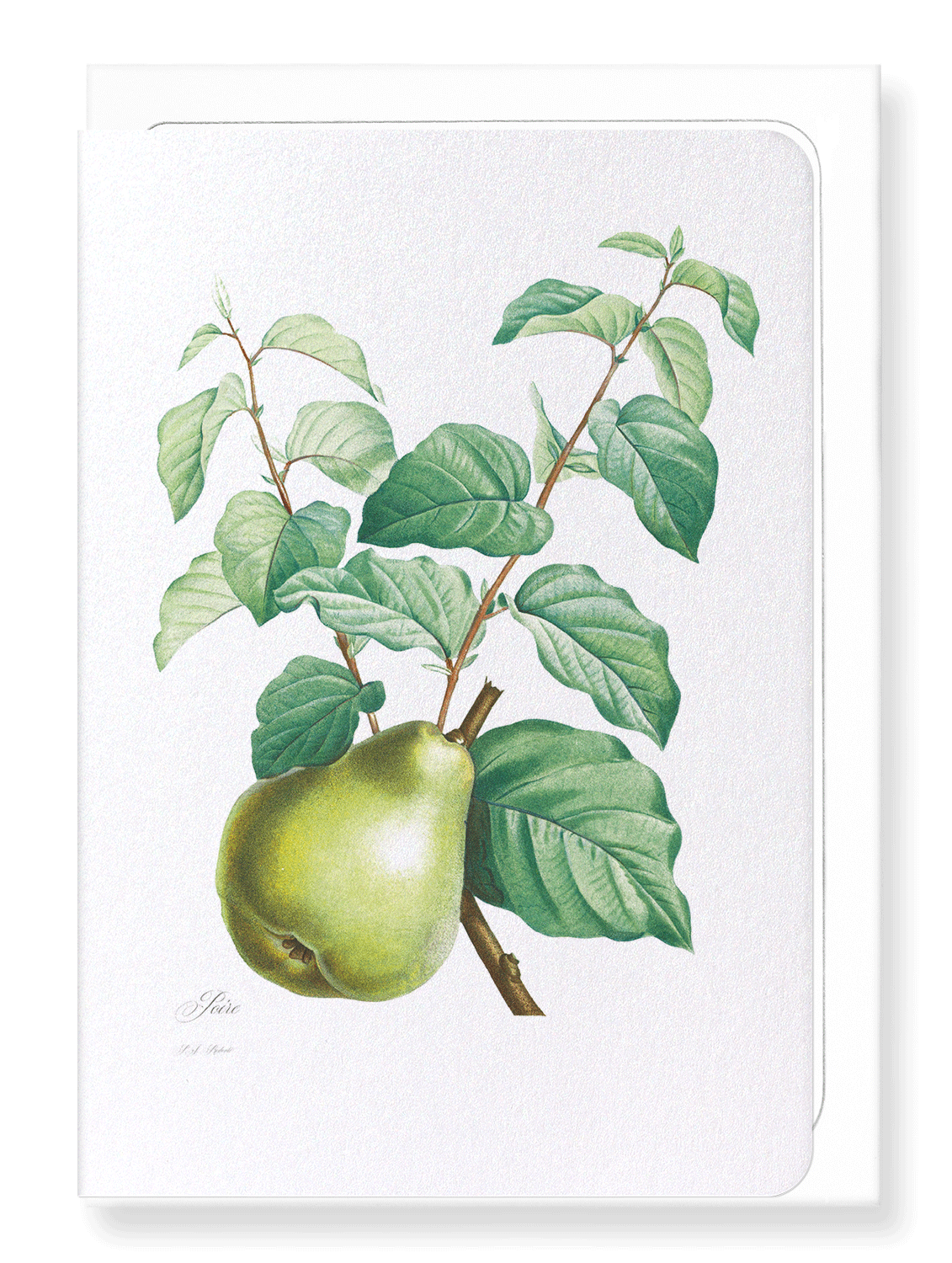 PEAR NO.2: Botanical Greeting Card