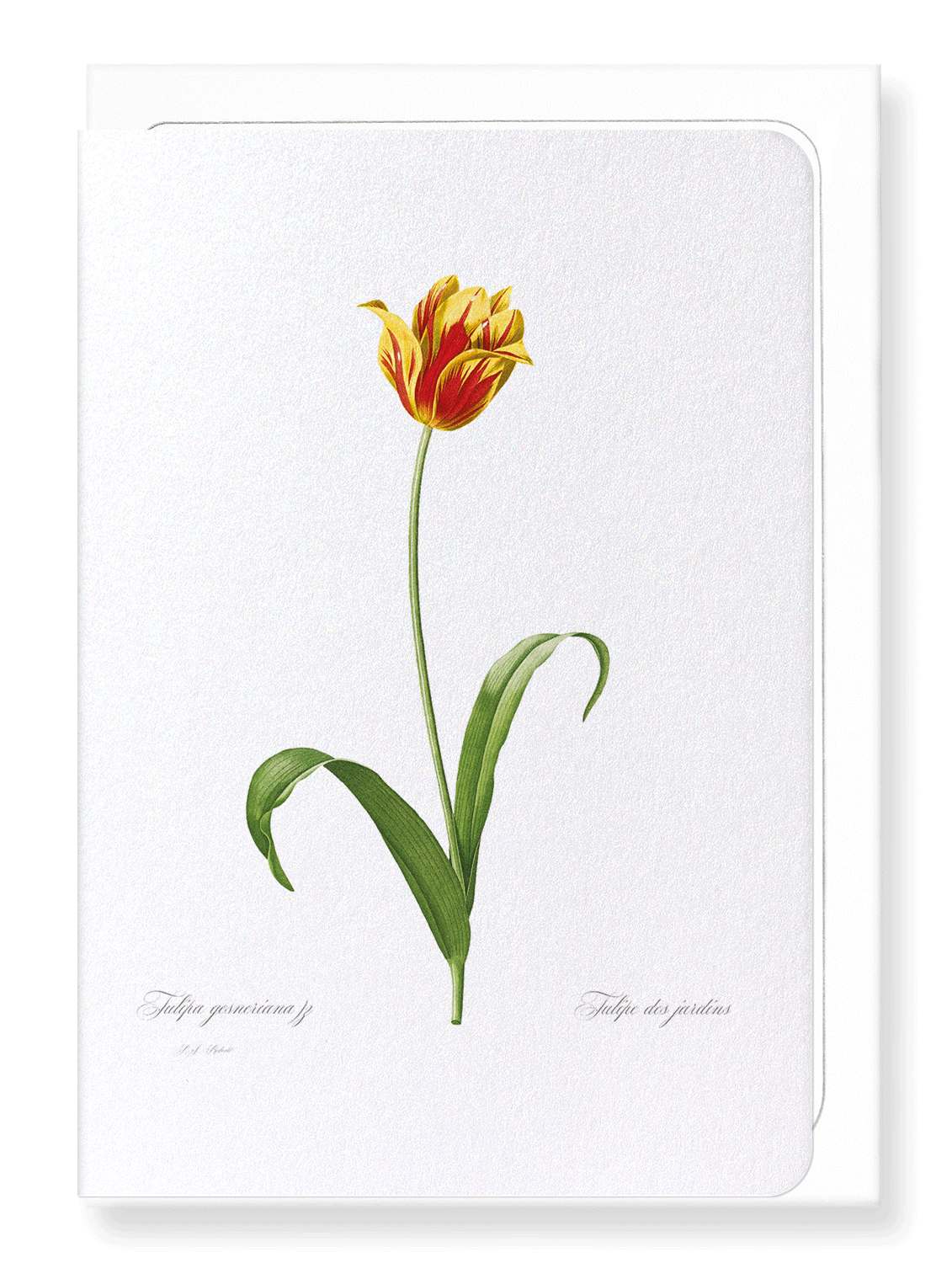 DIDIER'S TULIP: Botanical Greeting Card