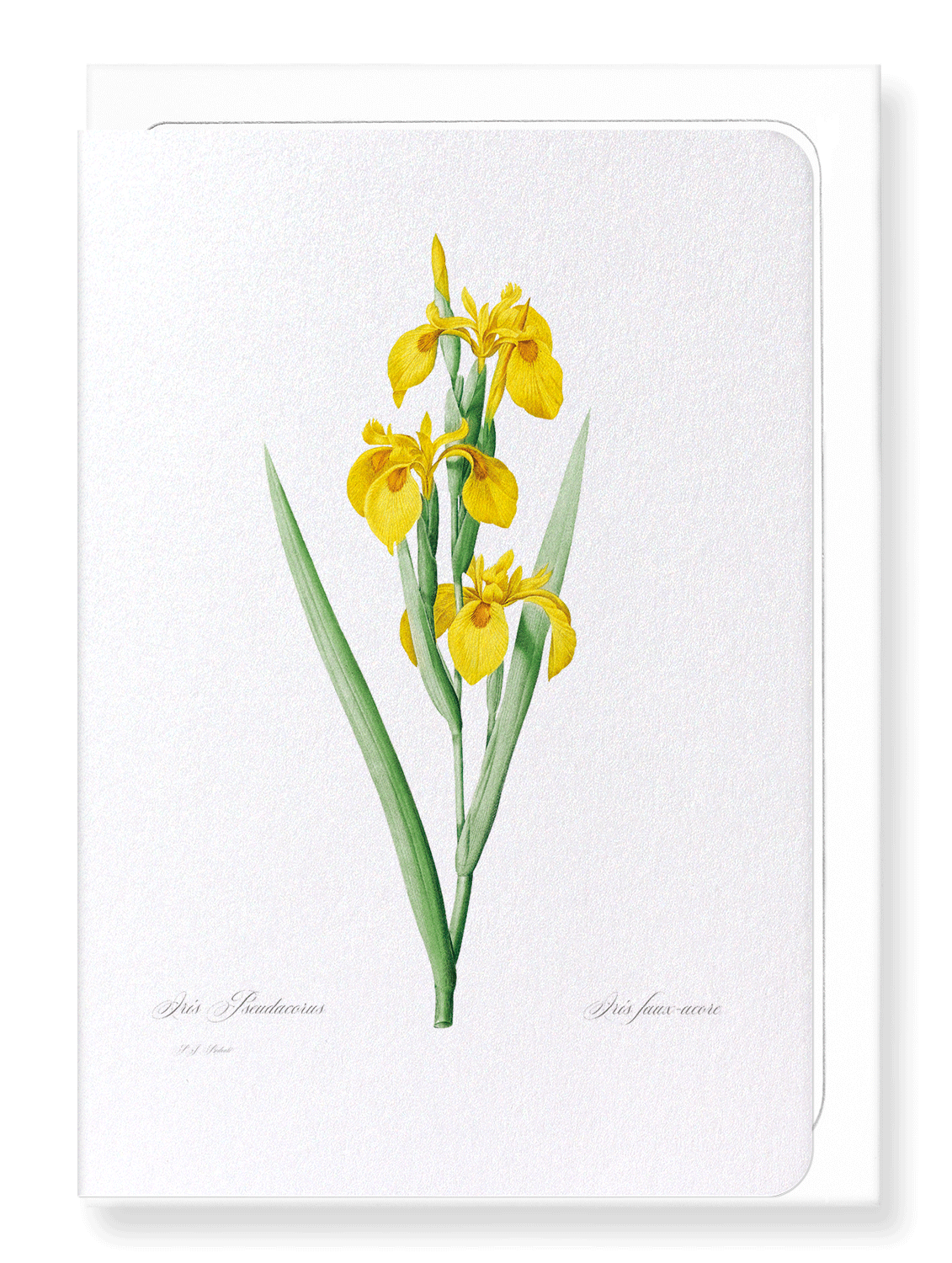 YELLOW IRIS: Botanical Greeting Card