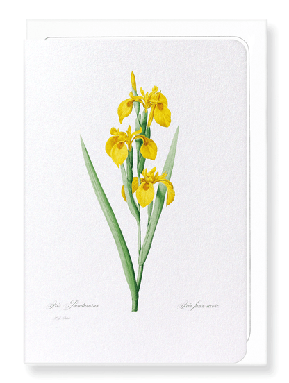 YELLOW IRIS: Botanical Greeting Card