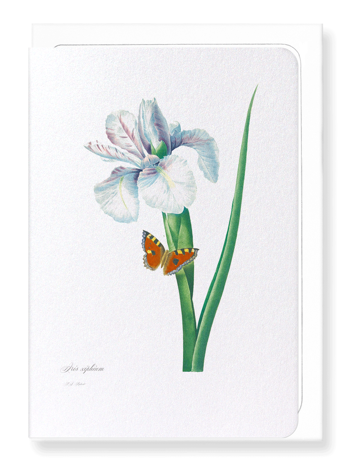 SPANISH IRIS NO.2: Botanical Greeting Card