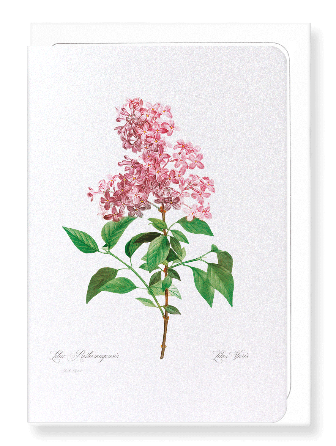 LILAC NO.2: Botanical Greeting Card