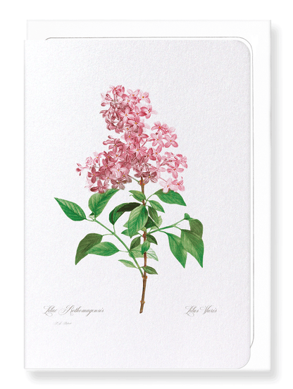 LILAC NO.2: Botanical Greeting Card
