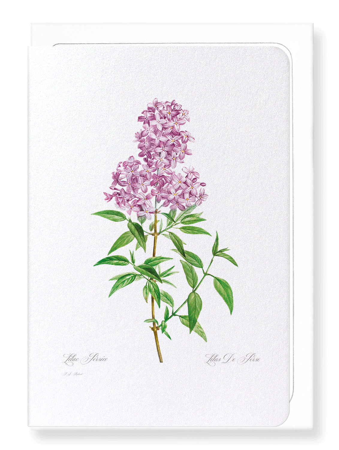 LILAC NO.3: Botanical Greeting Card