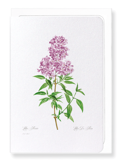 LILAC NO.3: Botanical Greeting Card