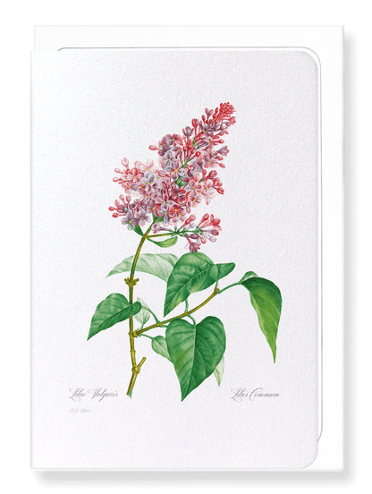 LILAC NO.4: Botanical Greeting Card