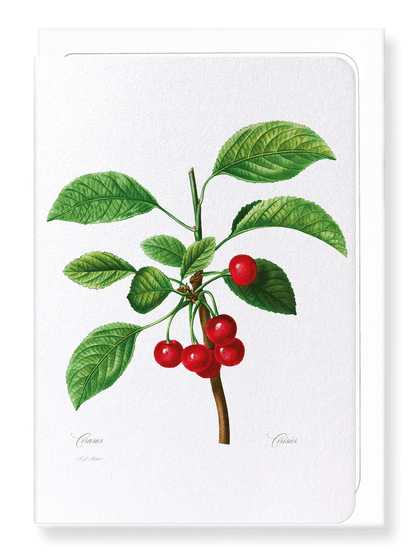 CHERRIES NO. 2: Botanical Greeting Card